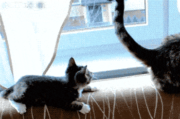 these 16 kitten gifs are just the thing you want to start your day with 7