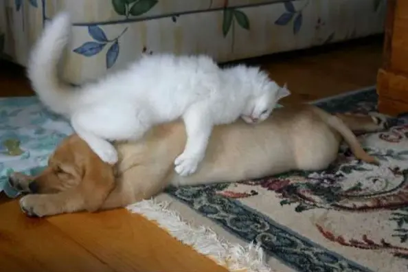 these are definitely the most adorable sleeping buddies 22 pics 1