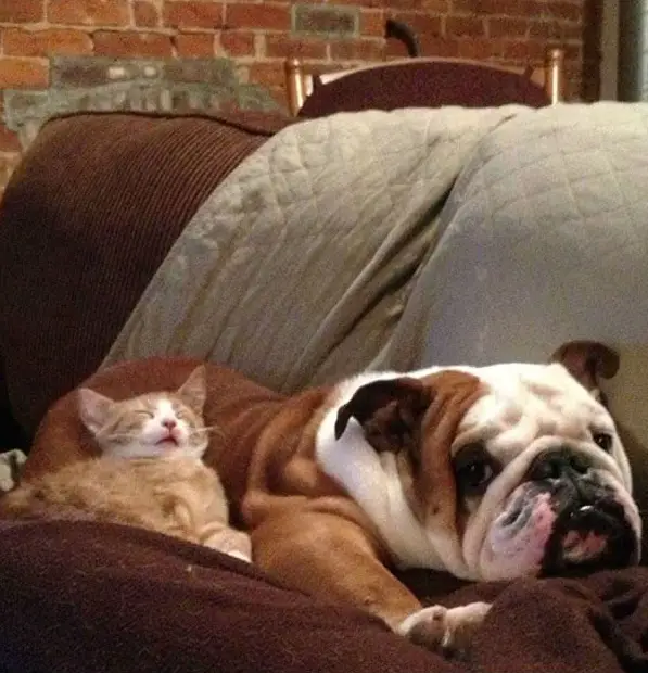 these are definitely the most adorable sleeping buddies 22 pics 22