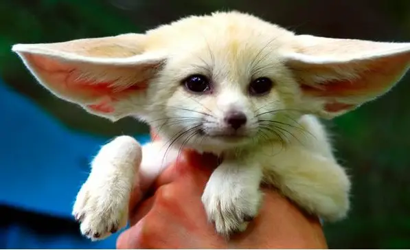 these cuties with big ears surely wont leave you indifferent 9 pics 1