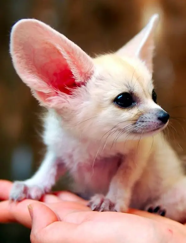 these cuties with big ears surely wont leave you indifferent 9 pics 4