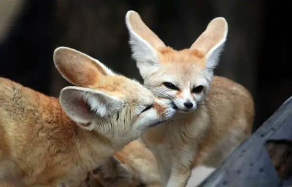 these cuties with big ears surely wont leave you indifferent 9 pics 5