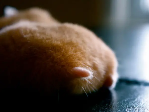 these hamster behinds are next cutest thing on the internet 17 pictures 13