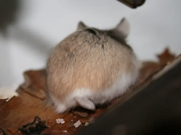 these hamster behinds are next cutest thing on the internet 17 pictures 14