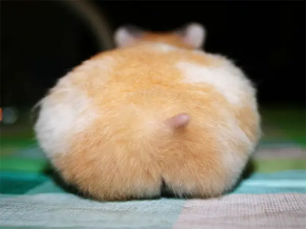 these hamster behinds are next cutest thing on the internet 17 pictures 15