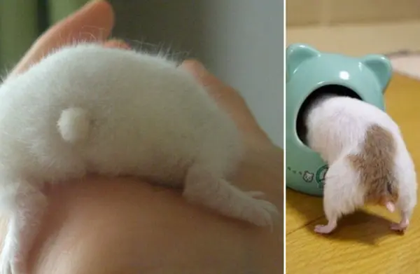 these hamster behinds are next cutest thing on the internet 17 pictures 17