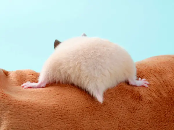 these hamster behinds are next cutest thing on the internet 17 pictures 3