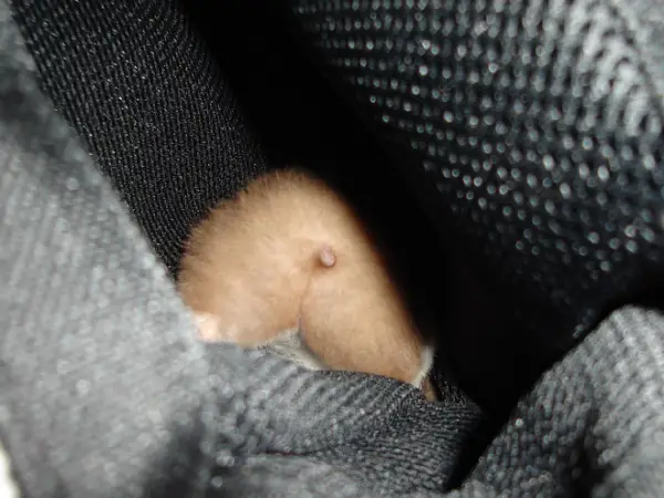 these hamster behinds are next cutest thing on the internet 17 pictures 9