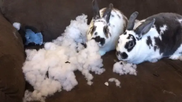 these pets are messy but still too cute 17 pictures 14