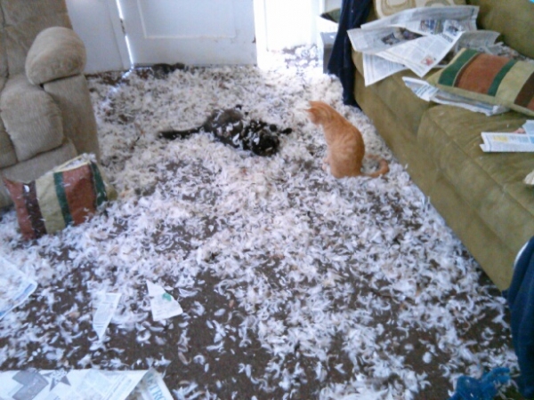 these pets are messy but still too cute 17 pictures 5