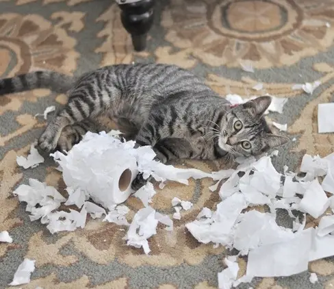 these pets are messy but still too cute 17 pictures 8