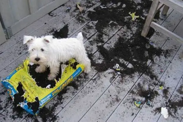 these pets are messy but still too cute 17 pictures 9