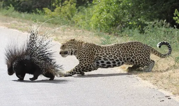these spiky little guys are actually pretty amazing 10 pictures 1