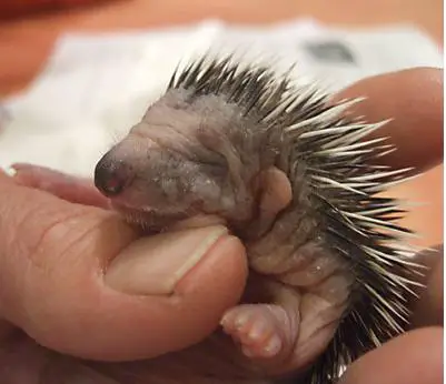 these spiky little guys are actually pretty amazing 10 pictures 9