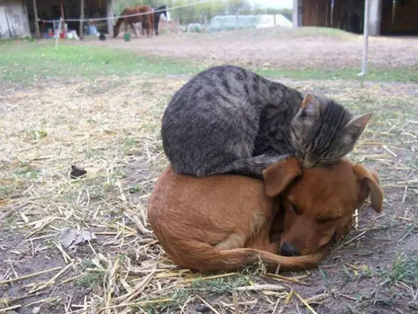 they dont need much some love and a warm place 16 pics 13