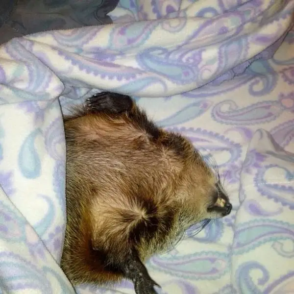 this story of a blind snuggly woodchuck will brighten your day 10 pictures 4