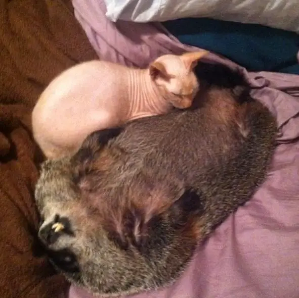 this story of a blind snuggly woodchuck will brighten your day 10 pictures 8