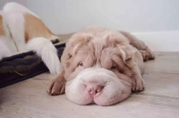 tonkey is the fluffiest shar pei and newest internet sensation 13 pics 10
