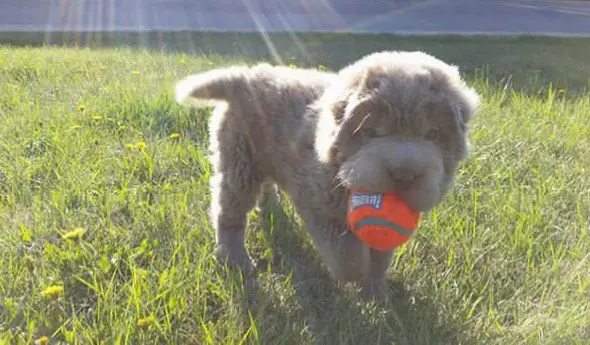 tonkey is the fluffiest shar pei and newest internet sensation 13 pics 11