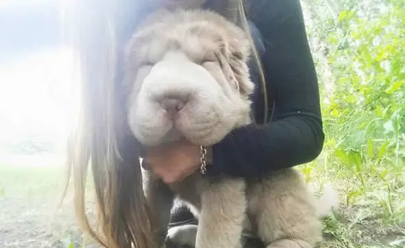 tonkey is the fluffiest shar pei and newest internet sensation 13 pics 13