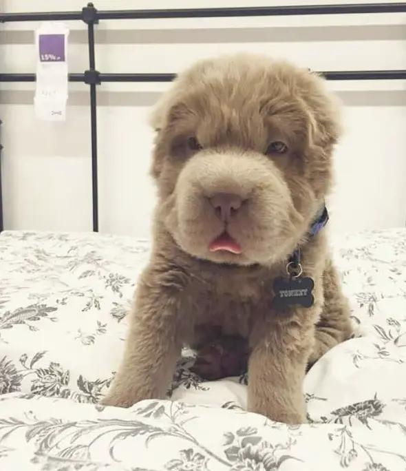 tonkey is the fluffiest shar pei and newest internet sensation 13 pics 2