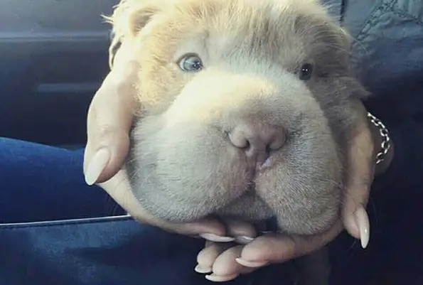 tonkey is the fluffiest shar pei and newest internet sensation 13 pics 3