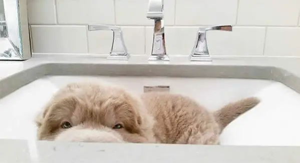 tonkey is the fluffiest shar pei and newest internet sensation 13 pics 4