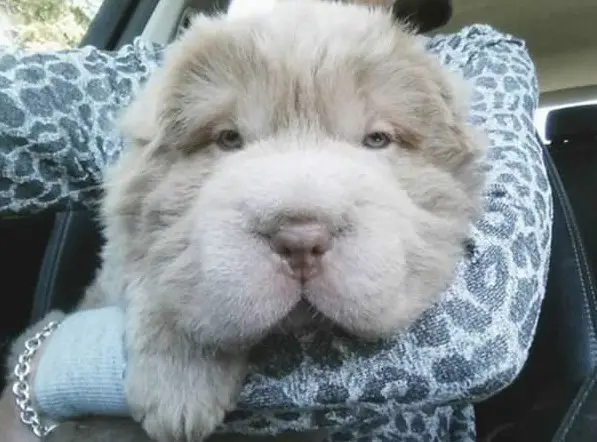 tonkey is the fluffiest shar pei and newest internet sensation 13 pics 5