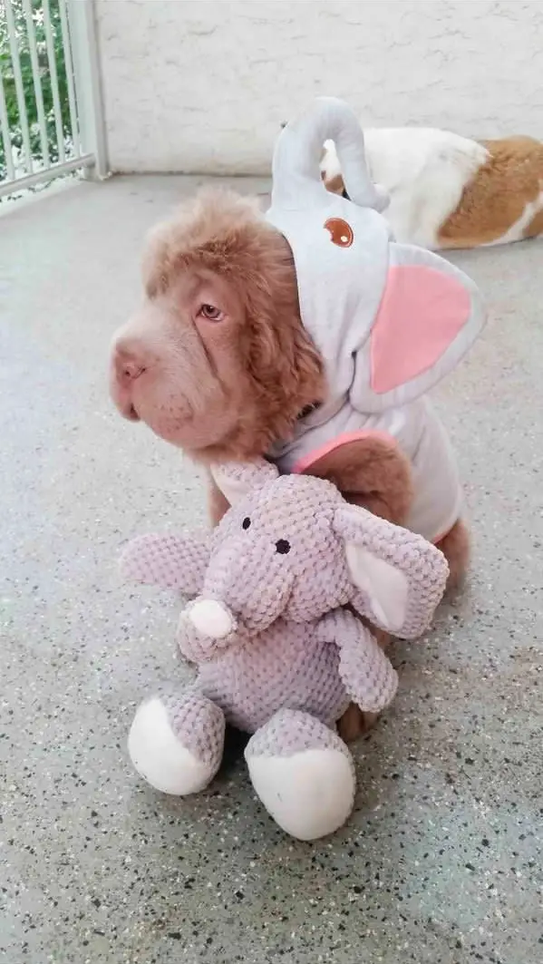 tonkey is the fluffiest shar pei and newest internet sensation 13 pics 6