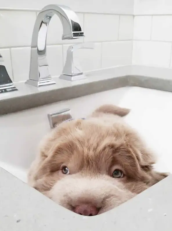 tonkey is the fluffiest shar pei and newest internet sensation 13 pics 7
