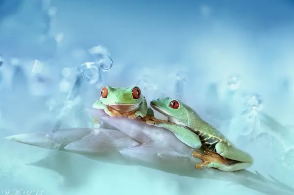 too beautiful to be real magical world of tropical frogs 17 pics 10