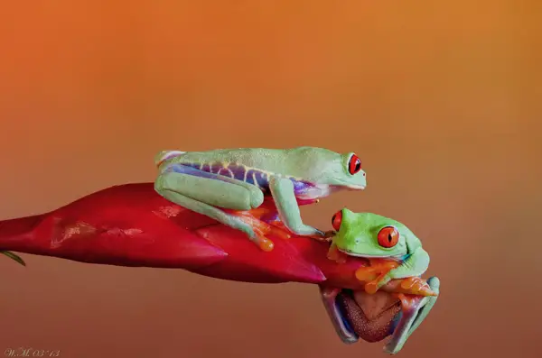 too beautiful to be real magical world of tropical frogs 17 pics 11