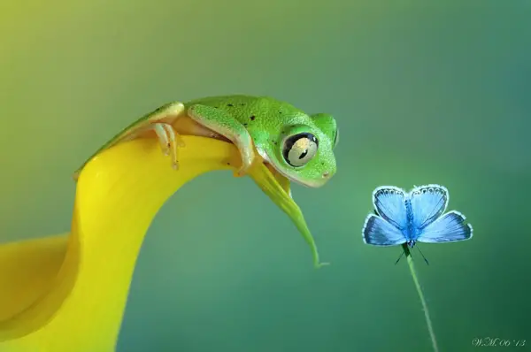 too beautiful to be real magical world of tropical frogs 17 pics 13