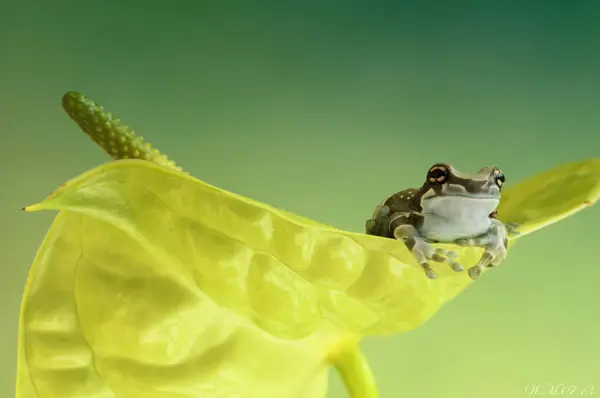 too beautiful to be real magical world of tropical frogs 17 pics 14
