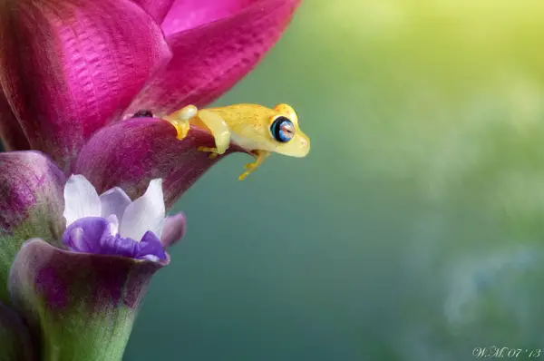 too beautiful to be real magical world of tropical frogs 17 pics 6