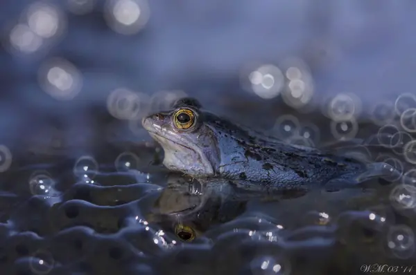 too beautiful to be real magical world of tropical frogs 17 pics 8