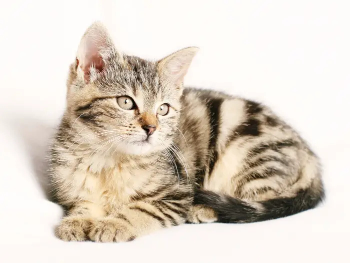 top 10 new kitten essentials 9