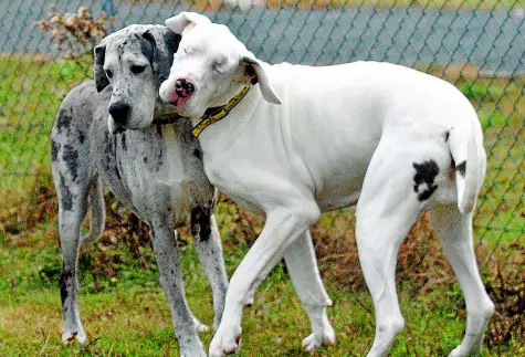 touching story of a blind great dane 7 pics 1