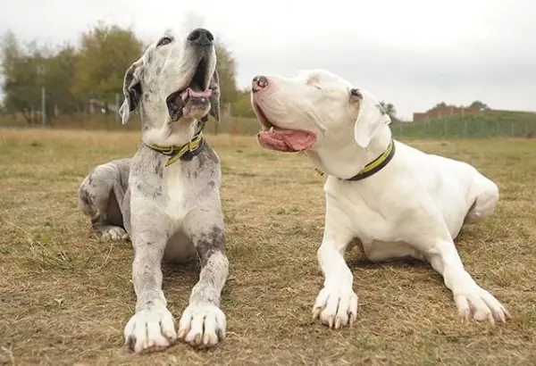 touching story of a blind great dane 7 pics 6