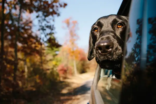 traveling with your dog make sure to remember these tips 10 pictures 2