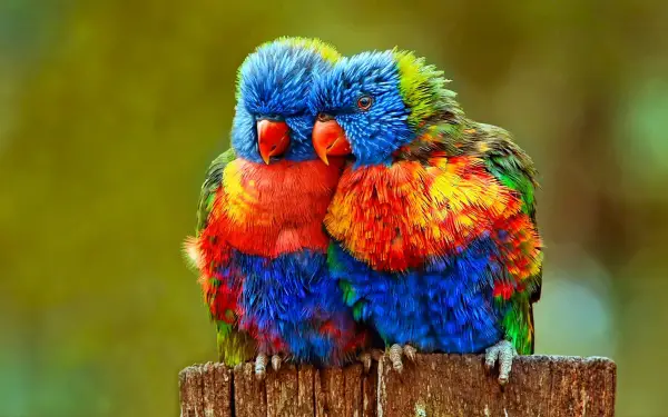 true meaning of lovebirds 12 pictures 1