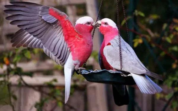 true meaning of lovebirds 12 pictures 3
