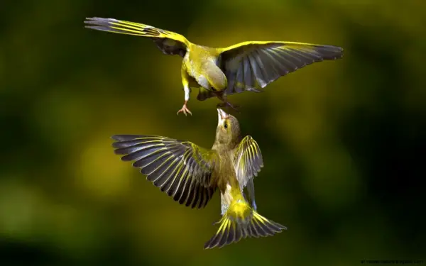 true meaning of lovebirds 12 pictures 4
