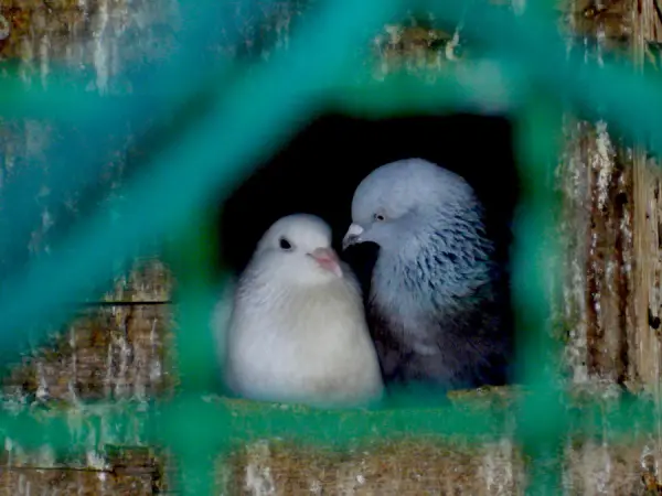 true meaning of lovebirds 12 pictures 5
