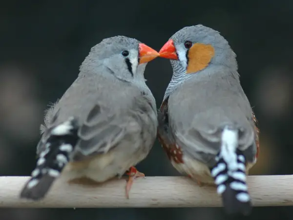 true meaning of lovebirds 12 pictures 8