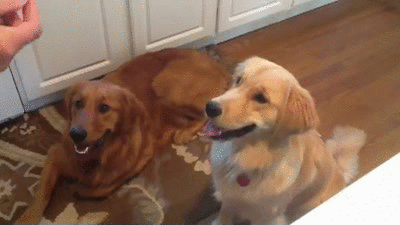 try not to laugh hard at these dogs that are so bad at fetching 15 gifs 11