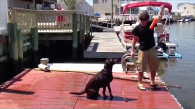 try not to laugh hard at these dogs that are so bad at fetching 15 gifs 12