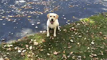 try not to laugh hard at these dogs that are so bad at fetching 15 gifs 2