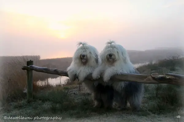two cute old english sheepdog sisters enjoying their lives 23 photos 14