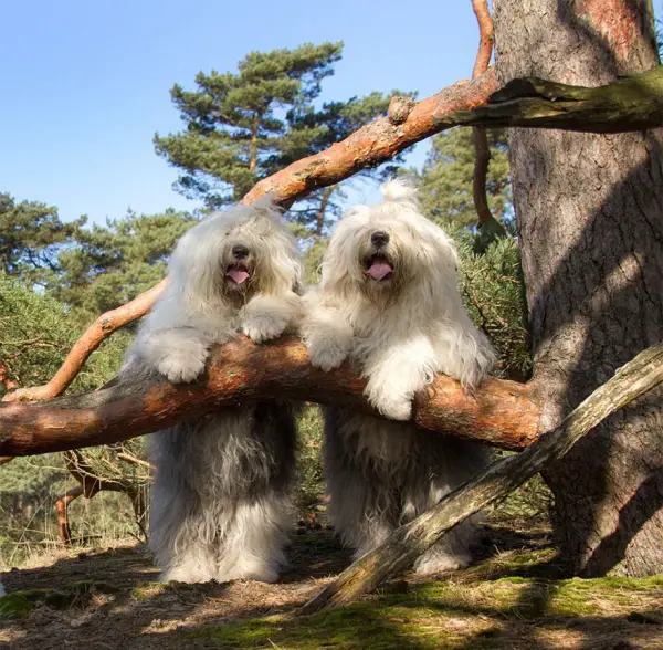 two cute old english sheepdog sisters enjoying their lives 23 photos 17
